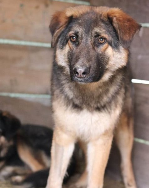 Schäfi-Mix MO❤️ jung, klug, lernwillig und sehr hübsch