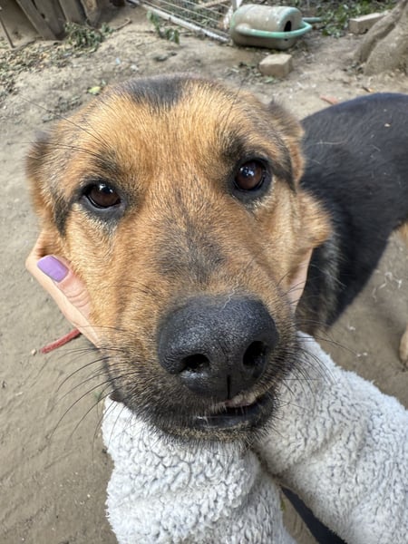 Berci - braucht einfach eine Chance bitte geben sie ihm eine