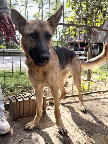 Missy - ist es anscheinend nicht wert geliebt zu werden???