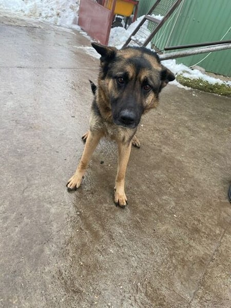 Szebra wartet sehnsüchtig auf ihre Familie