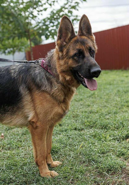 Roxan, 01.2024 geboren, 60cm sucht ihr Zuhause