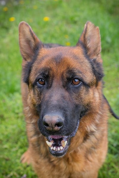CLINT - wer hilft dem hübschen Rüden, dem Tierheimstress zu entkommen und schenkt ihm ein Zuhause?