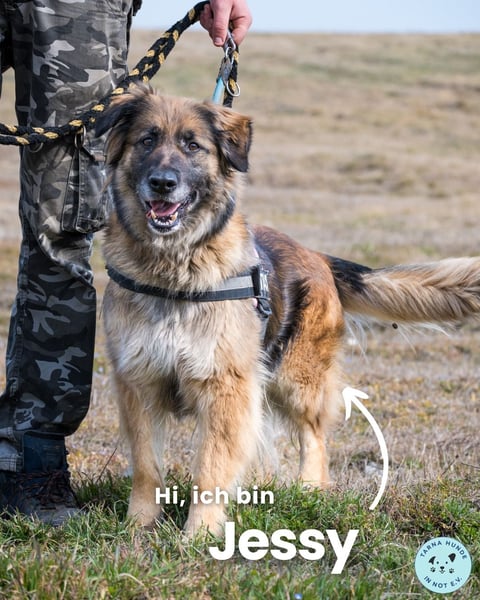 Jessy SI, perfekter Familienhund