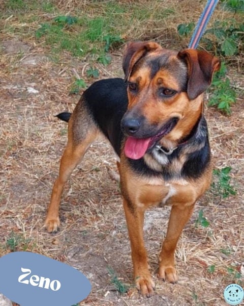 Zeno VA - aufgeschlossen, kinderlieb