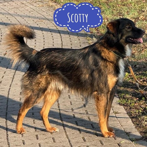 Scotty braucht ein neues Zuhause