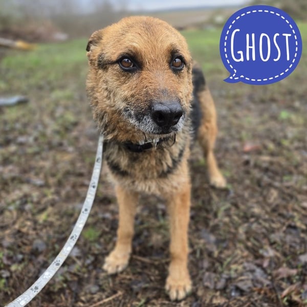 Ghost wartet seit Welpenalter