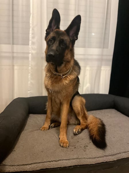 Lina: Familienhund und treuer Begleiter