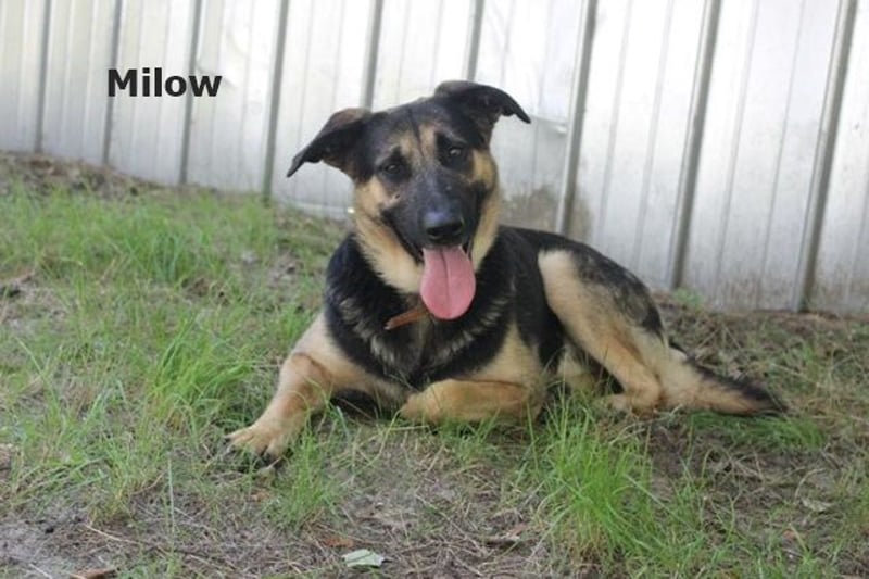 Milow, Schäferhundmix, geb. 2023, ruhiger und wachsamer Familienhund
