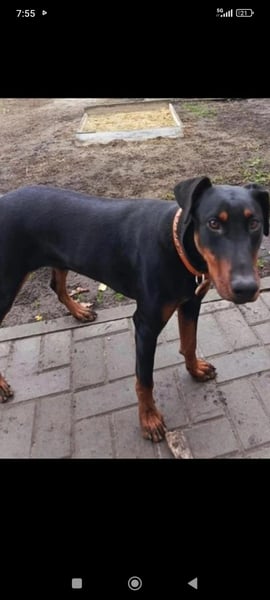 Eine wunderbare Dobermann - Hündin sucht ihre Familie.