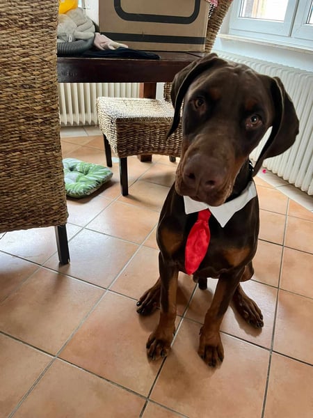 Igor
