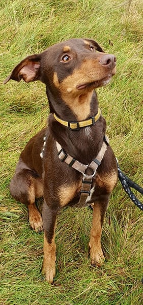 Samba – jung, wunderschön und voller Lebensfreude!