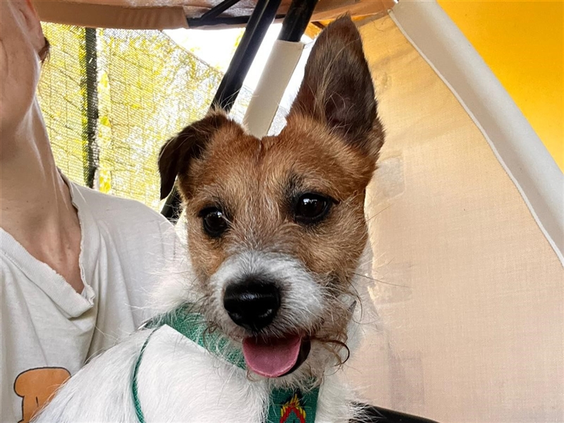 Jack Russell Mixed Terrier Breeds Jack Rat Russell Mix Beagle Rat