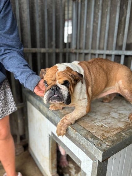 Passion, freundliches Englisch Bulldoggen Mädchen geb. 2018