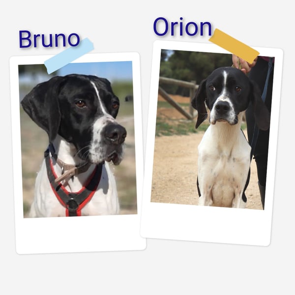 Orion und Bruno - dringend Pflegestelle gesucht