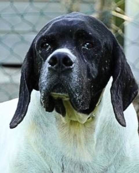 Amleto - ein Freund!