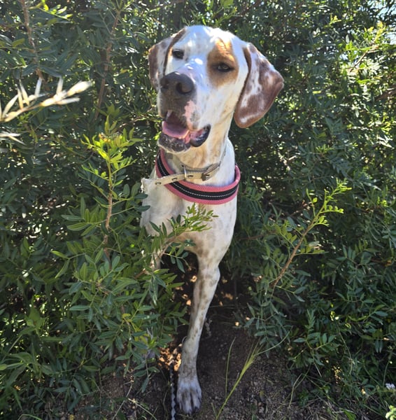Rico: wunderschöner, anhänglicher  Pointer-Mix