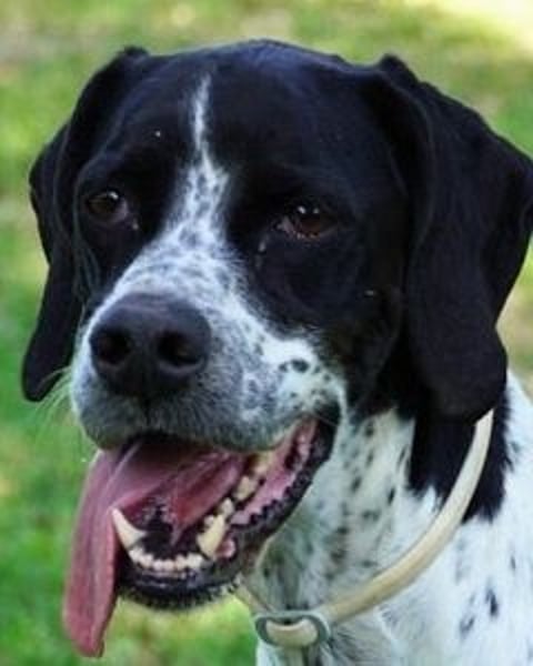 Lola - Dalmatiner x Gazelle = Pointer Lola