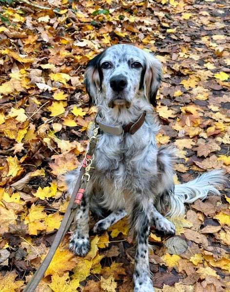 Vermittlungshilfe für Chase
