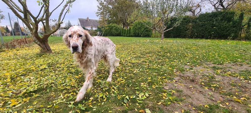 Chaplin ein bezaubernder Chameur