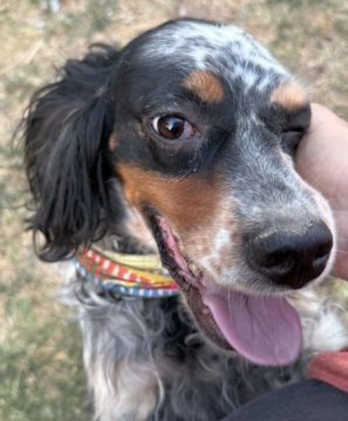 Lola - freundliche, menschenbezogene Setter-Mix-Hündin