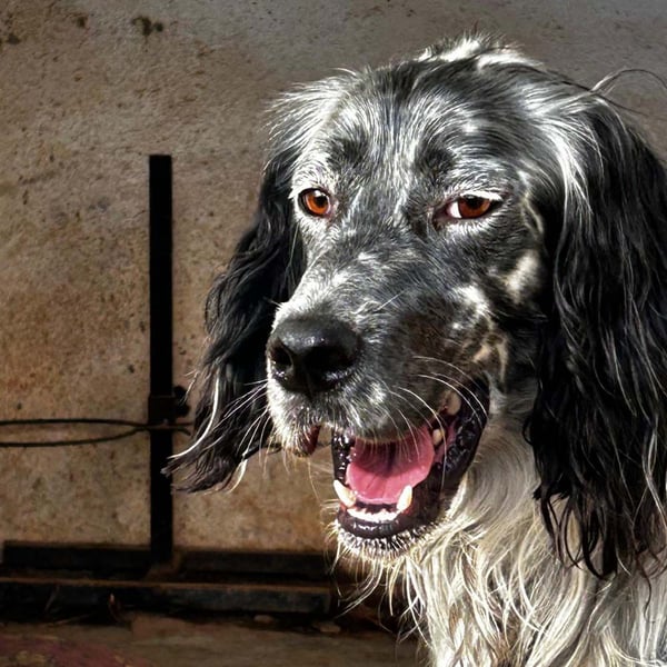 BENTO ist unglaublich menschenbezogen und anhänglich ein absoluter Traumhund  sucht sein  Zuhause