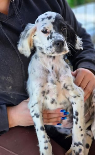 Odin - junge Setter-Seele sucht wundervolles Zuhause!