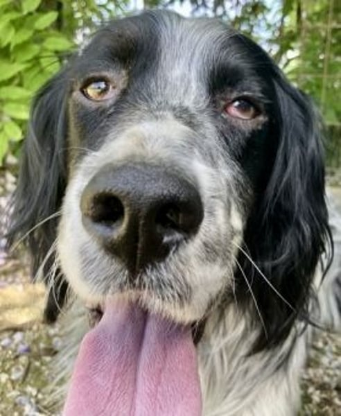 Gordy-wunderbarer Setter-Bub