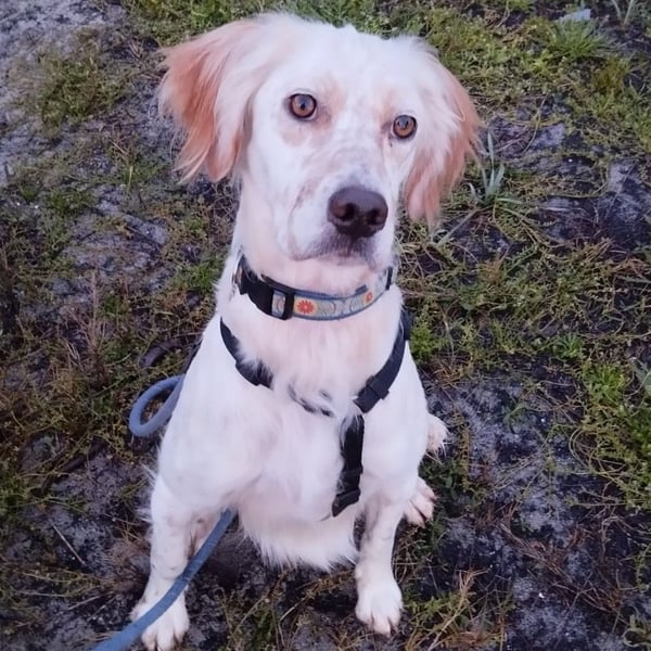 Leyla - junges freundliches Settermädchen