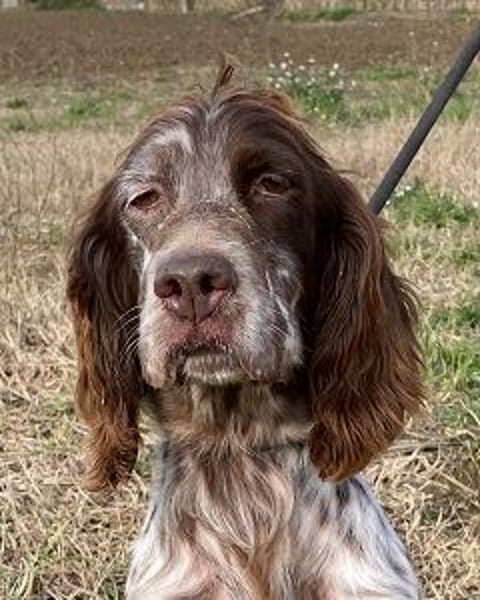 Rosy - Schönheit, die geblieben ist