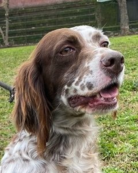 Belladonna - Setter-Schönheit mit ganz viel Herz