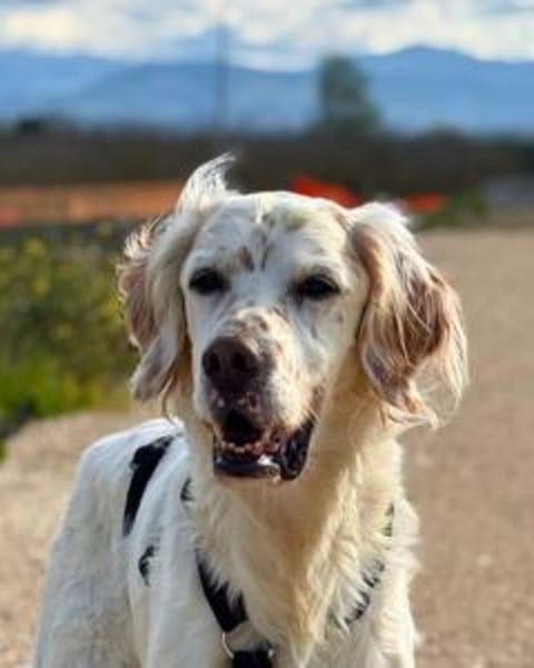 Baldone - Cappuccino mit Schokostreuseln gefällig?