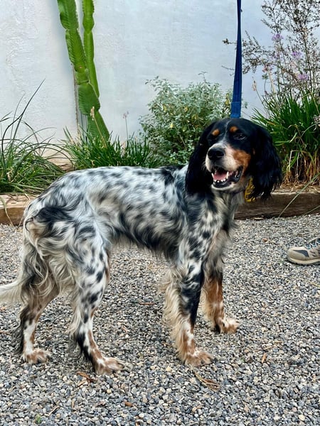 Lola, Jagdhündin für Rasseliebhaber