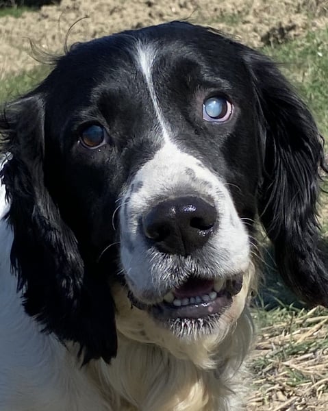 Brando - Sanftmut auf vier Pfoten