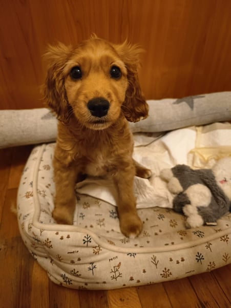 Goofy, kleiner Cocker Mix