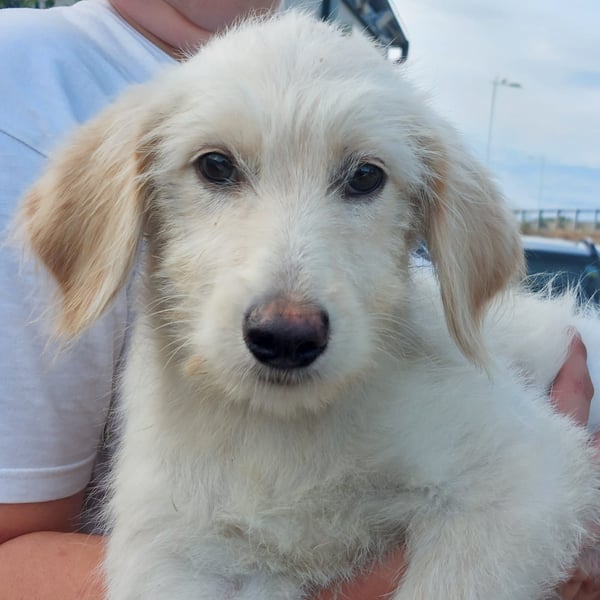 Toby: träumt von Streichelhänden
