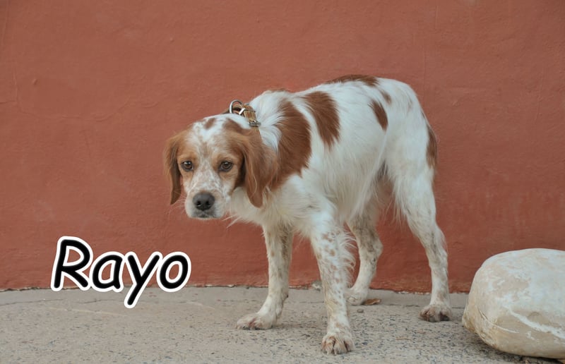 Darf der sanfte Rayo dein Herz berühren?