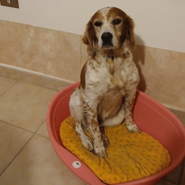 Diana - junge Bretonin sucht ihr Für-Immer-Zuhause – liebevoll, klug und voller Lebensfreude