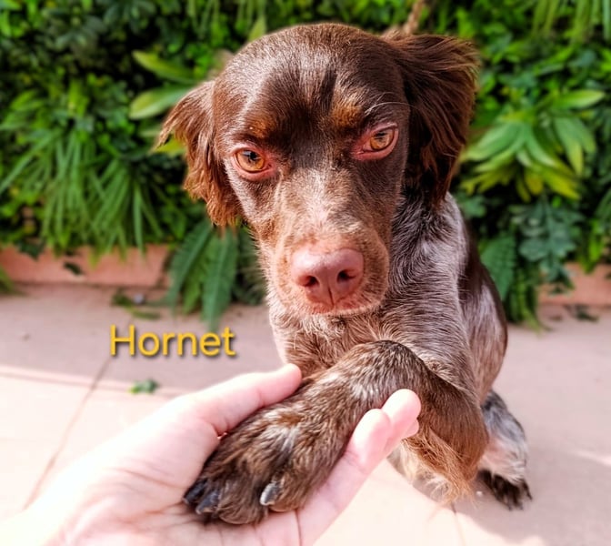 Hornet geb. 06/2023 (ESP) - aufgeschlossener, fröhlicher und verschmuster Bretonischer Spaniel!