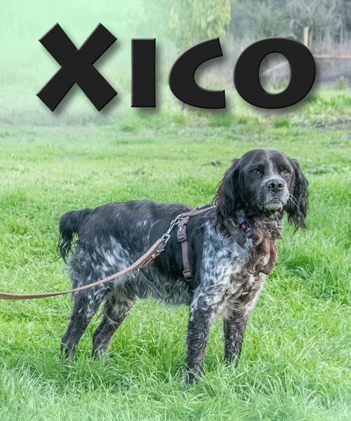 Xico – leicht zu erziehen