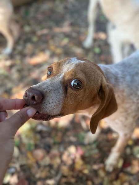 Milo – kleiner Bretonen-Mix mit großem Herz sucht seine Lieblingsmenschen