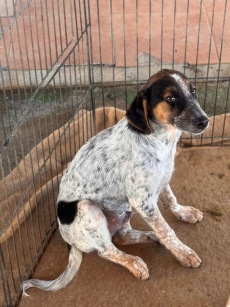 Ornix - so eine Färbung hat die Welt noch nicht gesehen!