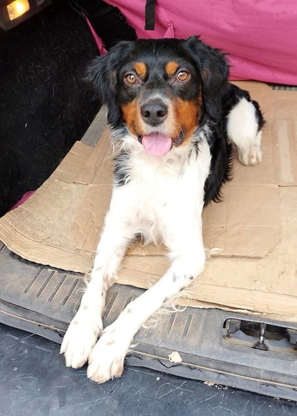 Sargento – lebensfroher Bretonen-Spaniel