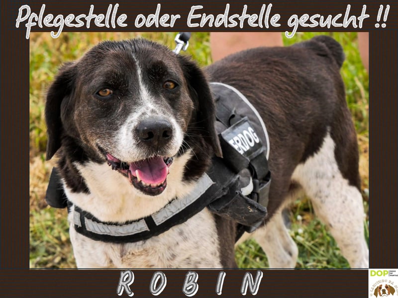Bretonen-Mix ROBIN – soll das Tierheim verlassen dürfen !!