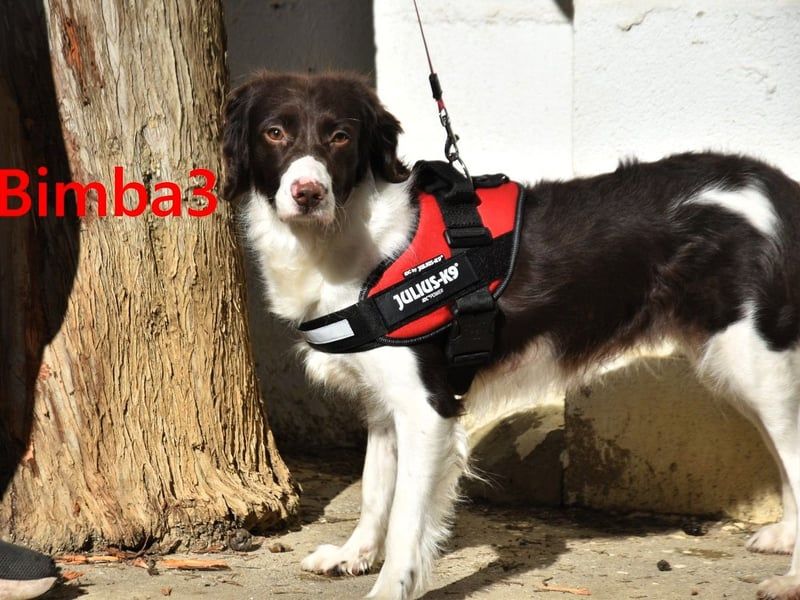 Bimba3 geb. 07/2024 (ESP) - freundliche, verspielte und aktive Bretonin sucht ein neues Zuhause!