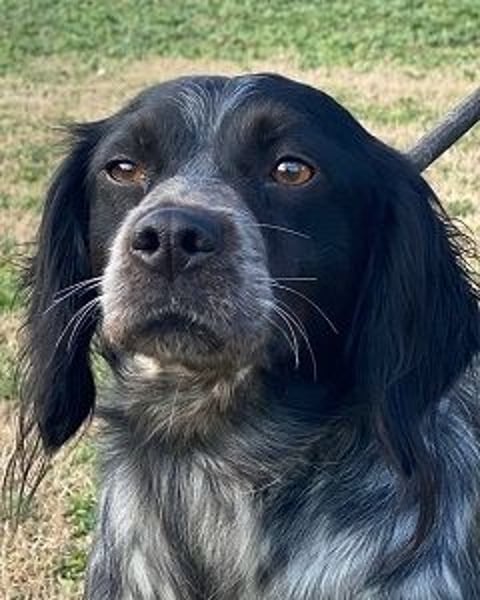 Samira - (d)eine Lieblingshündin?