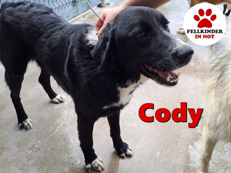 hübscher Retriever Mischlings-Rüde Cody sucht ein Zuhause oder Pflegestelle