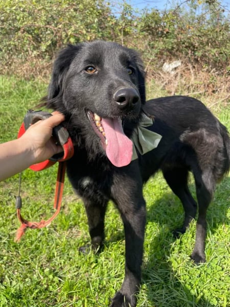 Rob - Flat coated Retriver Mischling