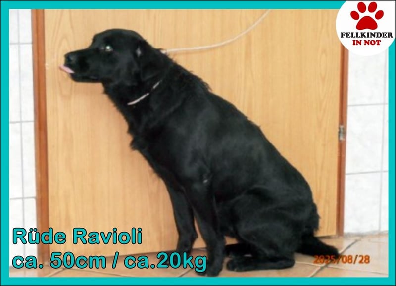 hübscher Retriever Mischlings-Rüde Ravioli sucht ein Zuhause oder Pflegestelle