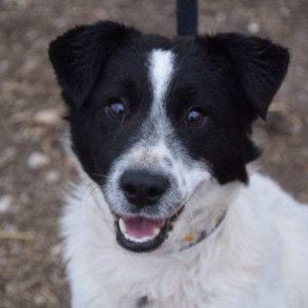 Boris - freundlicher Rüde der den Kontakt zu Menschen schätzt