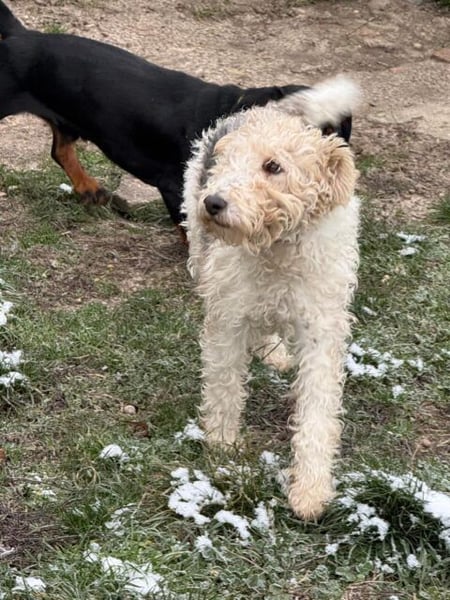 Panka - süße Foxi Hündin o. Papiere